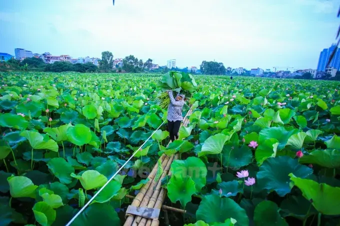 +1001 Hình Ảnh Hồ Tây Đẹp & Lãng Mạn Có Chút Đượm Buồn