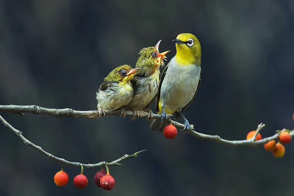 Mơ Thấy Chim Vành Khuyên Có Ý Nghĩa Gì? Là Điềm Tốt Hay Xấu?