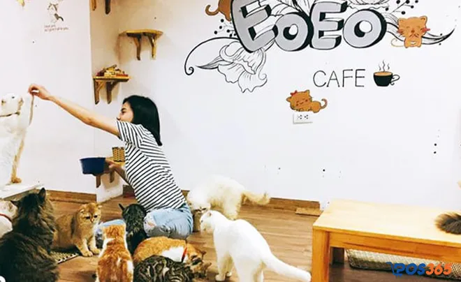 Review Top 10 Quán Cafe Mèo Ở Hà Nội Đốn Tim Các Sen Thủ Đô