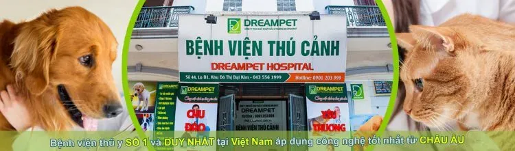 Top +10 Phòng Khám Thú Y Tại Hà Nội Chất Lượng Nhất